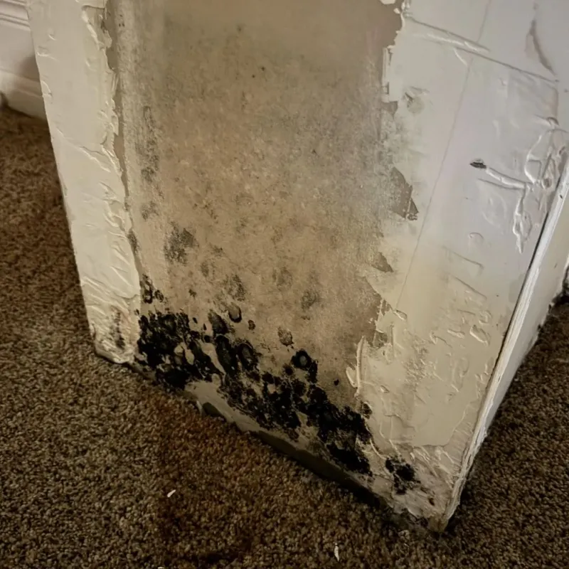 Professional Mold Removal in Washington County, RI